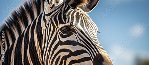 A closeup of a zebras snout with a backdrop of an electric blue sky  showcasing the beauty of this terrestrial animal in a grassland landscape