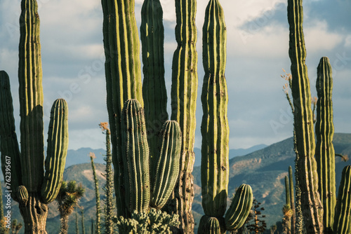 giant cactus in Baja California mexico 