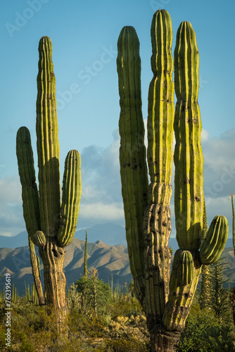 cactus plant vegetation desert in Baja California mexico vertical 