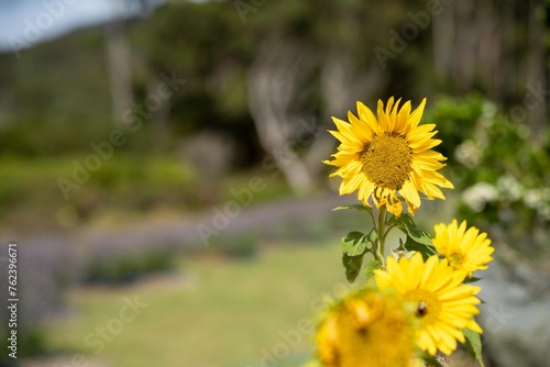 sunflowers growing in a garden in australia