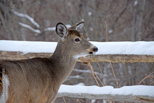whitetail deer closeup on snow covered ground, wooden rustic fence and Winter scene
