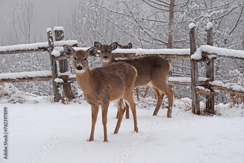 two whitetail deer on snow covered ground, wooden rustic fence and Winter scene in the background, Mont-Tremblant Quebec Canada