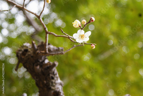 ぽつんと一輪だけ咲いている梅の木、「和風」を感じさせてくれます
