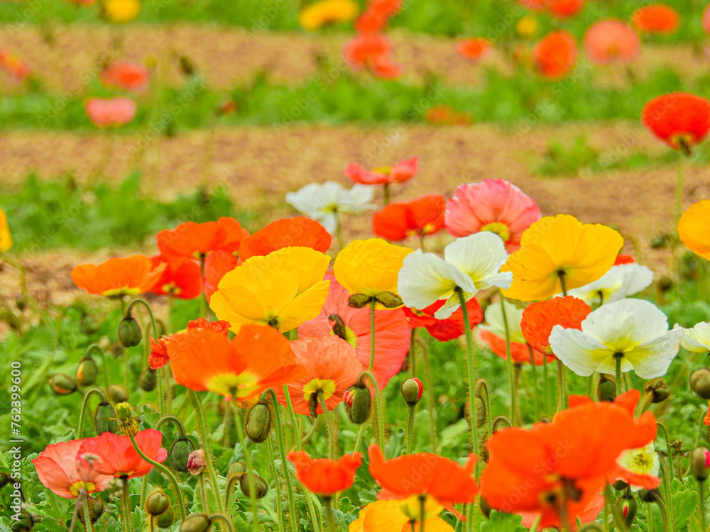 Obraz premium 群生して咲くととてもカラフルできれいなポピーの花