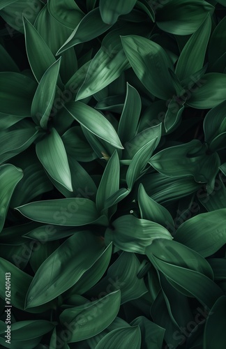 Green tulip leafs on the dark background
