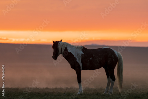 Wild Horse at Sunrise in the Utah Desert