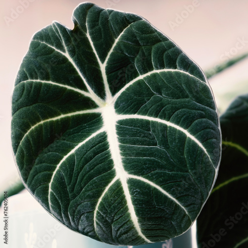 Alocasia black velvet. Leaf house plants on light background. Evergreen tropical plant. Breeding and care of house plants. Hobby.Square. Selective focus.
