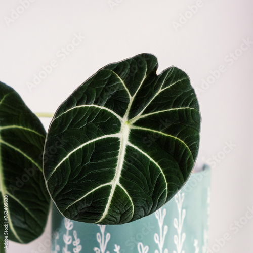 Alocasia black velvet. Leaf house plants on light background. Evergreen tropical plant. Breeding and care of house plants. Hobby.Square. Selective focus..