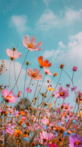 cosmos flowers dancing in a vibrant flower field against a backdrop of serene blue sky  offering ample space for text to convey your message.