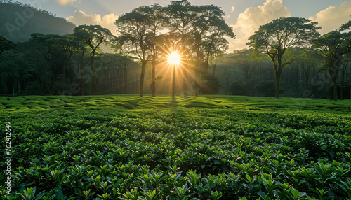 a green field with coffee trees photo