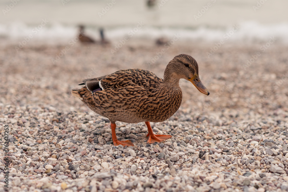 duck close-up on the background of pebbles in Malcesina duck close-up on the background of pebbles in Malcesina