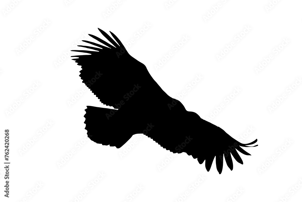 Obraz premium Eagle silhouette illustration. Eagle in flight 