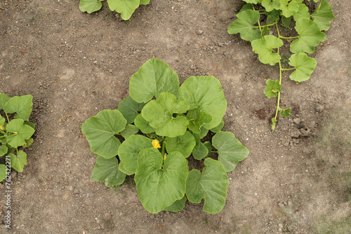 top view at a pumpkin plant with green leaves in the vegetable garden in springtime closeup photo