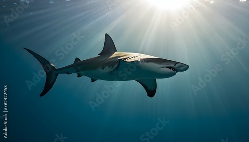 A Hammerhead Shark With Sunlight Filtering Through Upscaled 7 © Nimaat
