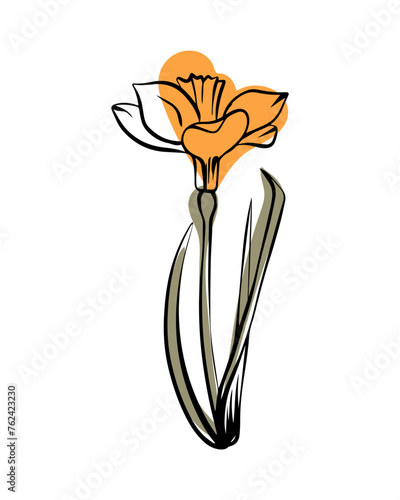 Narcissist in sketch style with abstract color shapes, hand-drawn isolated on white background. Floral sketch for print designs, signage, flower shops, logos in black and white.