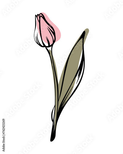 Tulip in sketch style with abstract color shapes, hand-drawn isolated on white background. Floral sketch for print designs, signage, flower shops, logos in black and white.