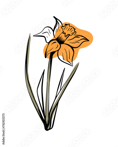Narcissist in sketch style with abstract color shapes, hand-drawn isolated on white background. Floral sketch for print designs, signage, flower shops, logos in black and white.
