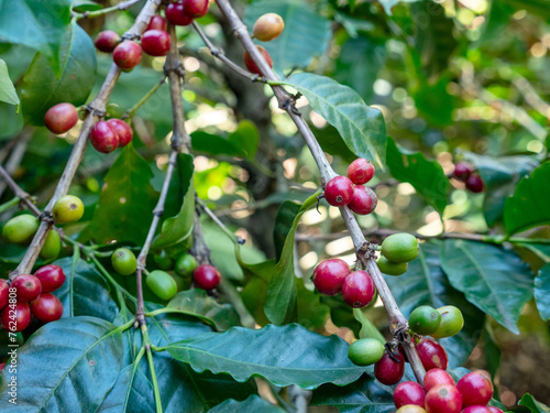 Wallpaper Mural Baie de café frais Torontodigital.ca