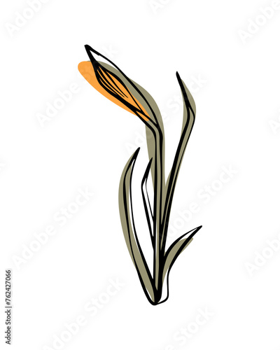 Narcissist in sketch style with abstract color shapes, hand-drawn isolated on white background. Floral sketch for print designs, signage, flower shops, logos in black and white.