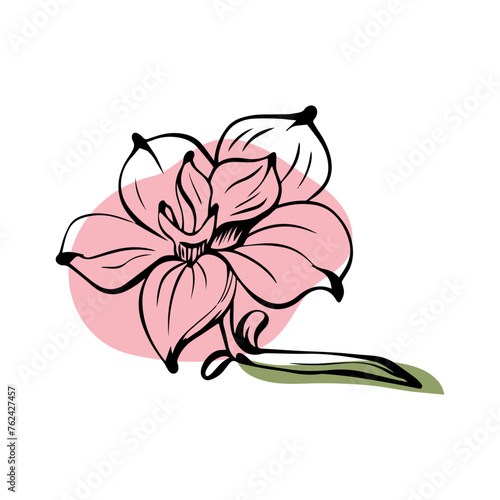 Magnolia in sketch style with abstract color shapes, hand-drawn isolated on white background. Floral sketch for print designs, signage, flower shops, logos in black and white.