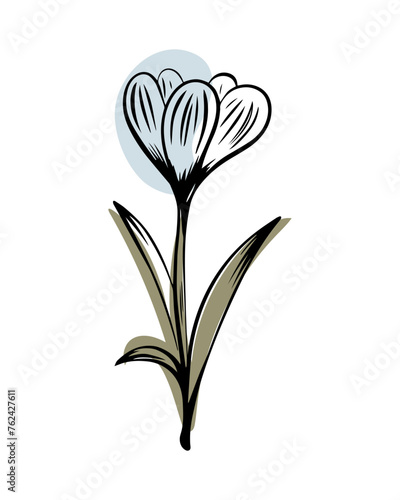 Crocus in sketch style with abstract color shapes, hand-drawn isolated on white background. Floral sketch for print designs, signage, flower shops, logos in black and white.