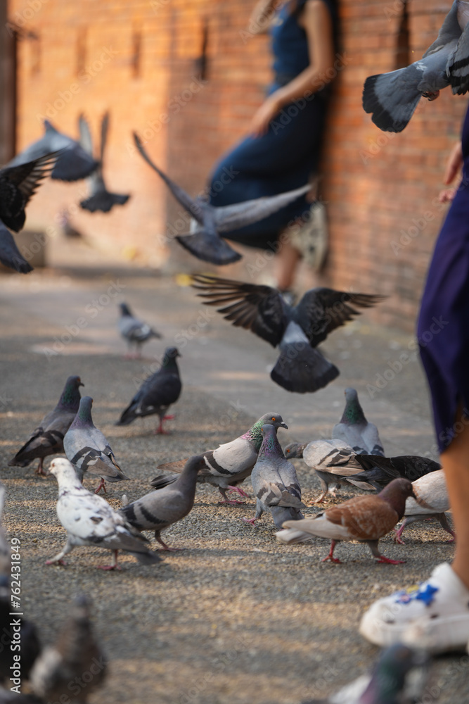 group of pigeon eat food and take photo with tourist at ancient city wall the Phae gate of chiangmai thailand
group of pigeon eat food and take photo with tourist at ancient city wall the Phae gate of chiangmai thailand