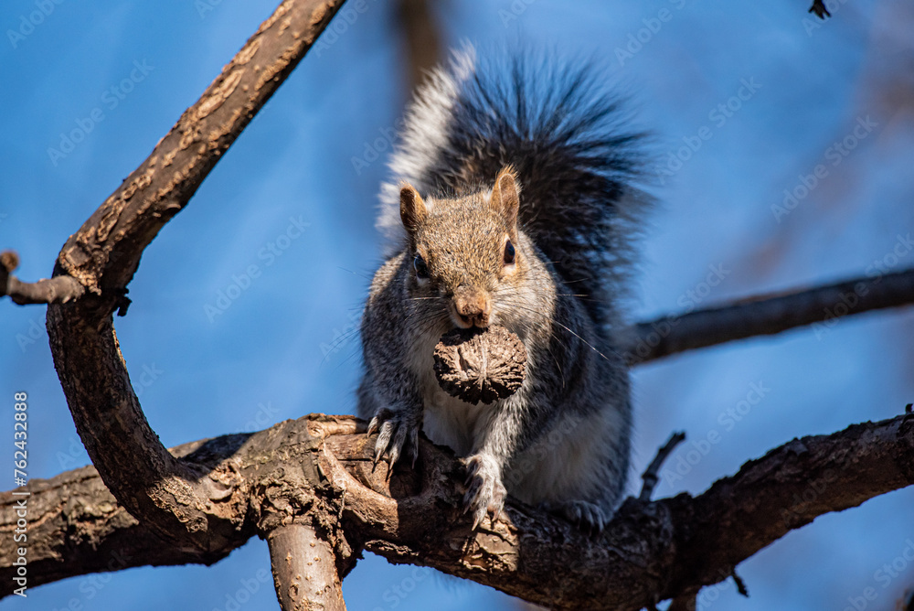 An eastern gray squirrel sits on a tree branch, holding a nut in its mouth.