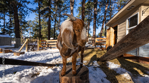 boer goat stands on a log showing his horns  photo