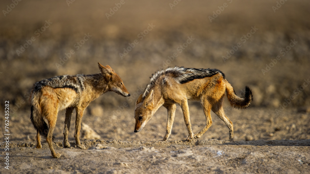 Black-backed jackal (Canis mesomelas) Kgalagadi Transfrontier Park, South Africa