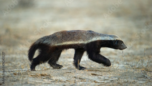 Obraz na plátne Honey Badger (Mellivora capensis) Kgalagadi Transfrontier  Park, South Africa