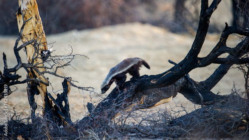 Honey Badger (Mellivora capensis) Kgalagadi Transfrontier  Park, South Africa