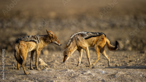Black-backed jackal  Canis mesomelas  Kgalagadi Transfrontier Park  South Africa