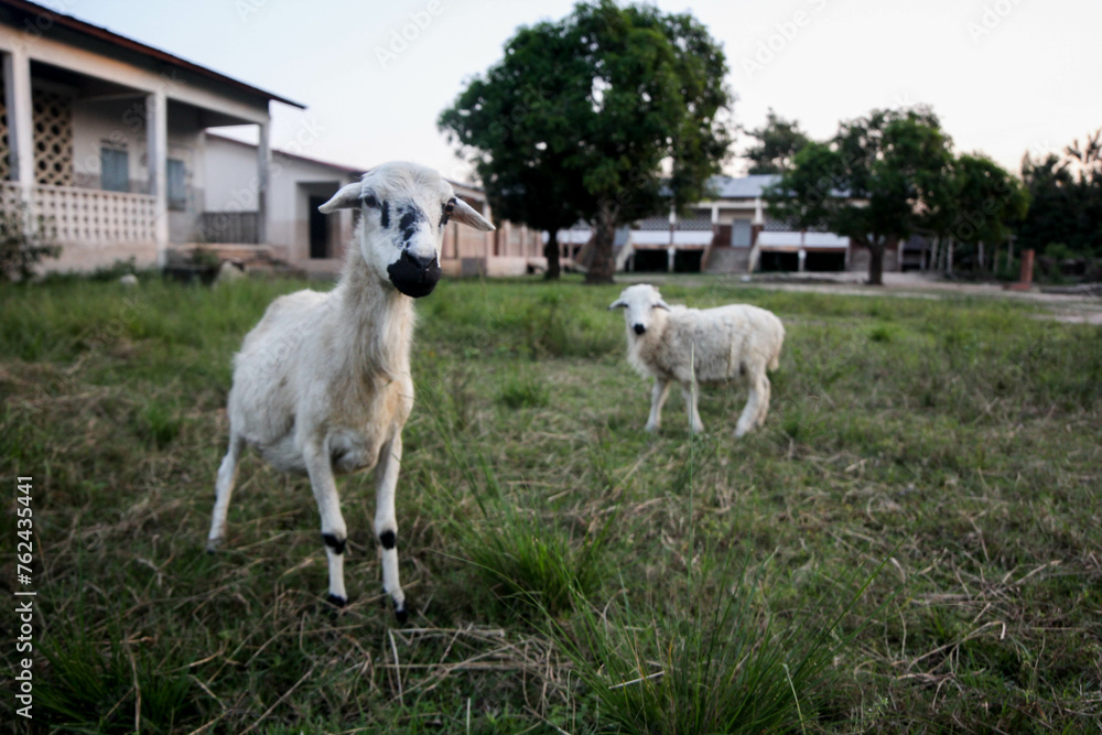 Obraz premium Two goats chilling in a school in Benin, Africa.