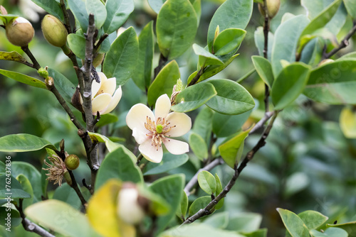 The Michelia Figo flowers.