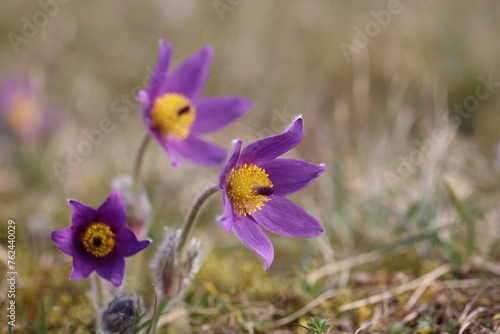 Beautiful purple fluffy flower Oriental Pulsatilla patens pasqueflower