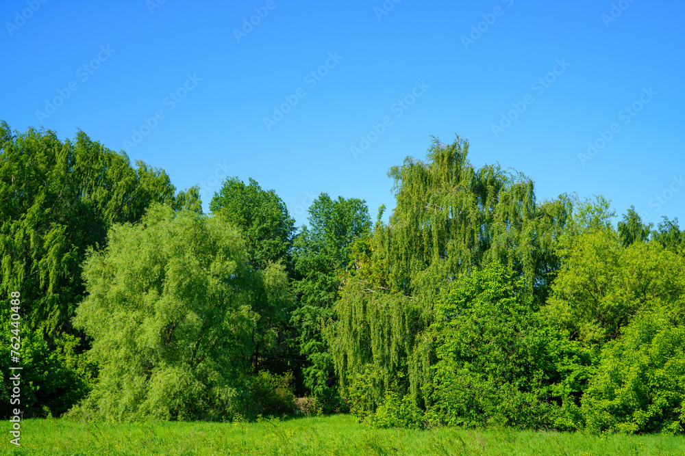 Trees in the forest. Large forest clearing in summer surrounded by mixed forest	
