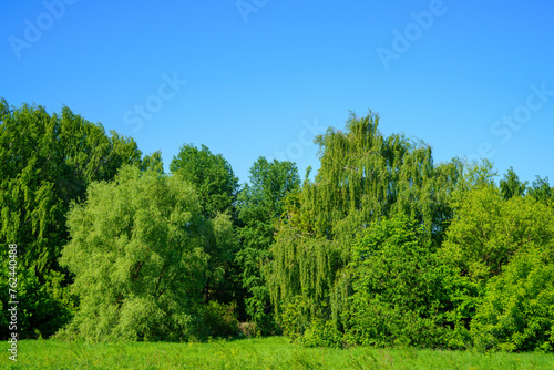 Trees in the forest. Large forest clearing in summer surrounded by mixed forest 