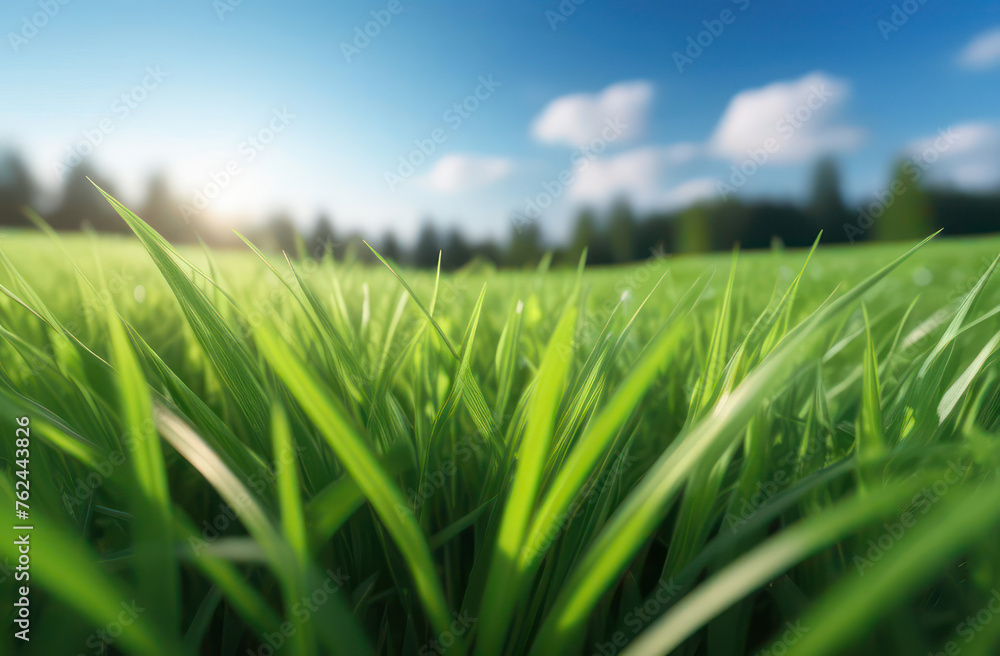 Obraz premium green grass meadow