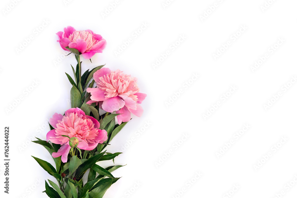 Pink peonies on a white background with space for text. Top view, flat lay