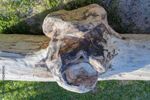 Big tree burl formed on a bark. Cleaned wood.