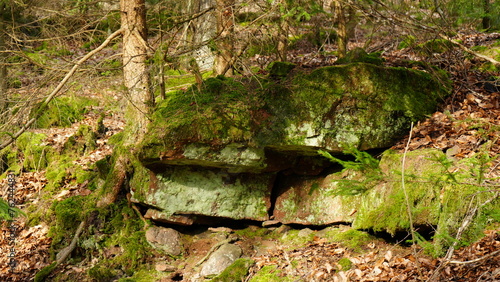 moss on the stone © Przemas252
