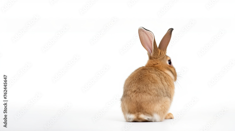 Fototapeta premium Back view of rabbit isolated on white background