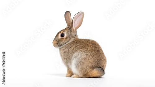 Back view of rabbit isolated on white background