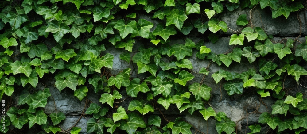 A closeup view of ivy, a terrestrial plant, growing on a stone wall. The ivy forms a lush groundcover, creating a beautiful pattern against the stone A closeup view of ivy, a terrestrial plant, growing on a stone wall. The ivy forms a lush groundcover, creating a beautiful pattern against the stone