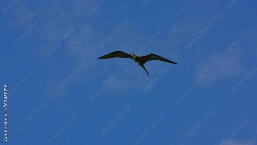 Birding in the Caribbean: flying Frigate bird in Super Slow Motion 4K 120fps Birding in the Caribbean: flying Frigate bird in Super Slow Motion 4K 120fps