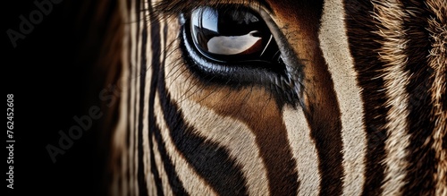 A close up of a zebras eye with long eyelashes  showcasing the intricate pattern of its iris against a dark black background  a stunning view of terrestrial animal wildlife