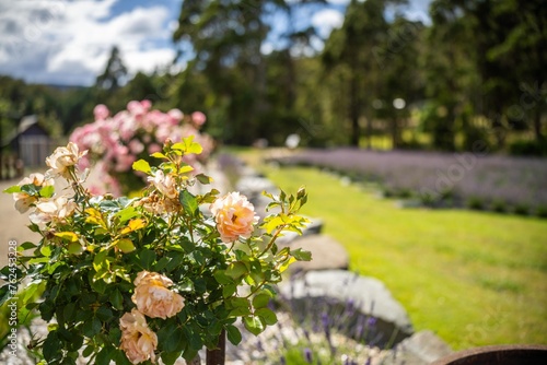 roses in a garden of a homestead in australia