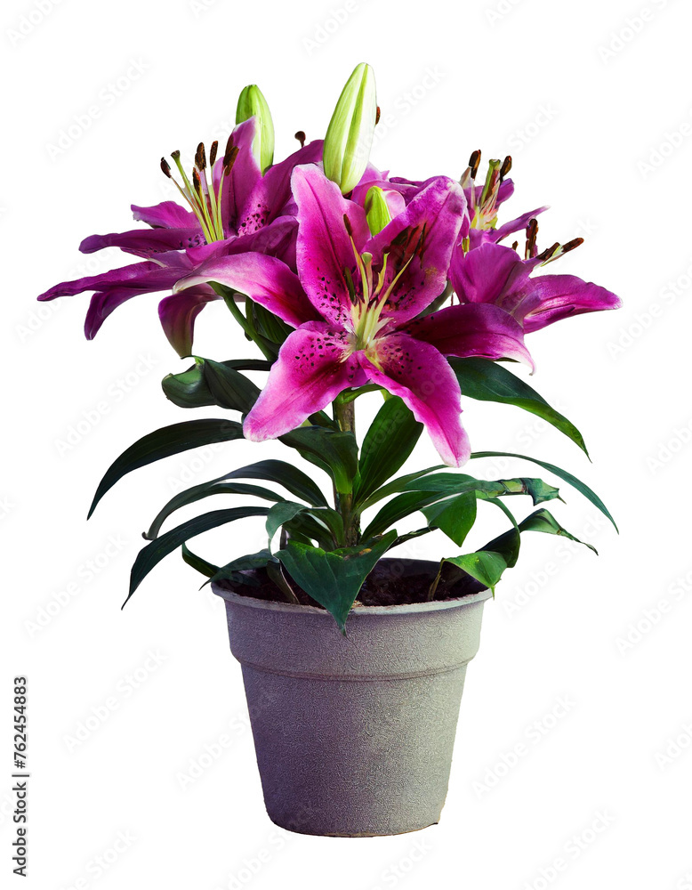 Lily flower in a flowerpot isolated on a transparent background.png Lily flower in a flowerpot isolated on a transparent background.png