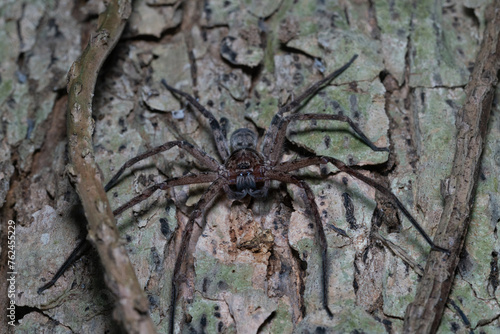 Australian giant spider in a tree at night
