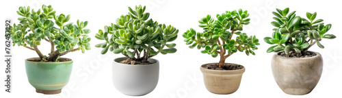 Jade plant , Lucky plant, money plant, indoor tree pot plant clipart collection set, PNG without background photo